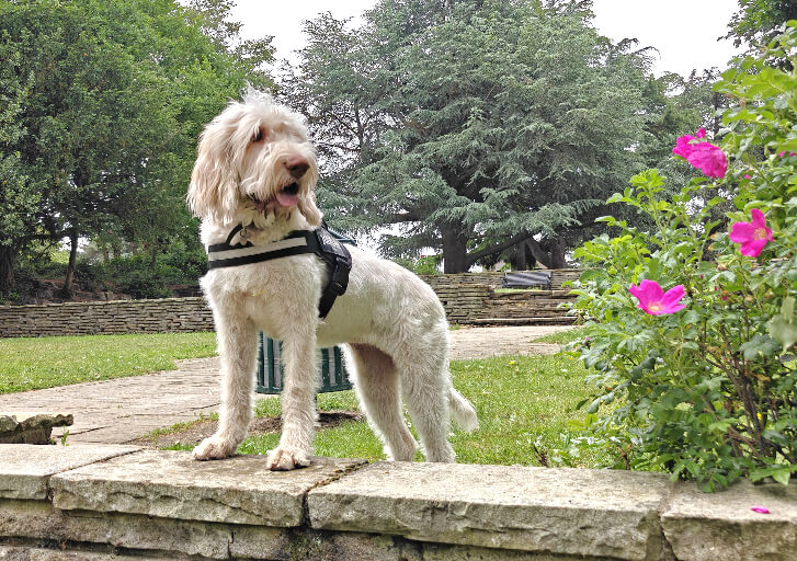 Pet Sitters in Middle Park (SE9)