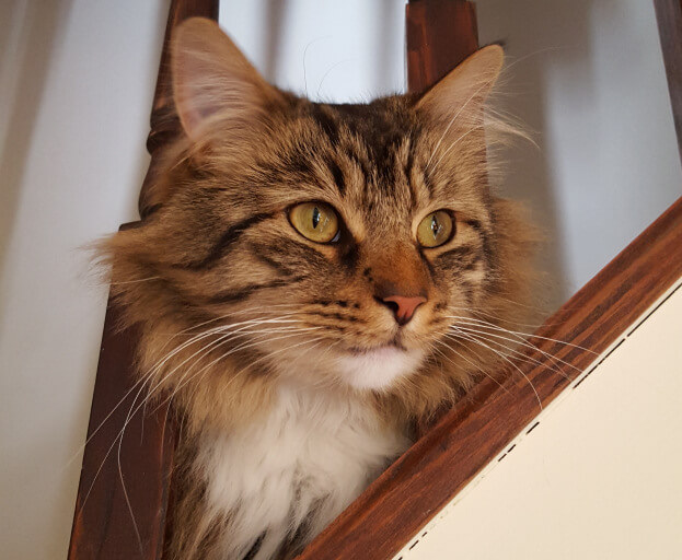 Pet Sitters in Longlands (DA14, DA15, SE9)