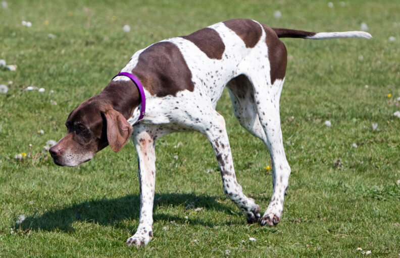 Dog Day Care in Foxbury (BR7)