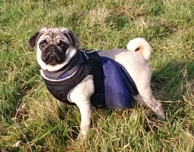 Dog Walkers in Longlands (DA14, DA15, SE9)