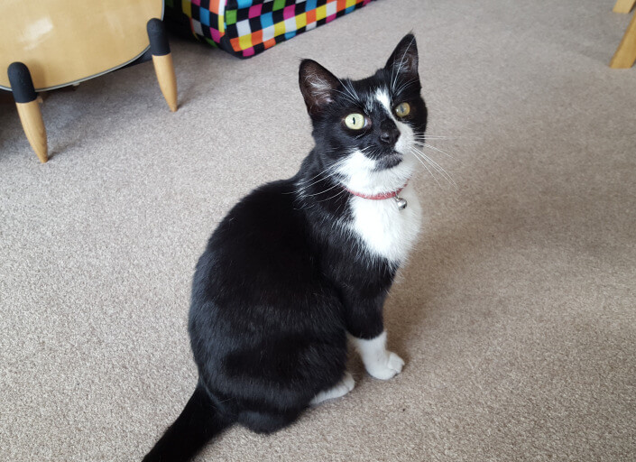 Pet Sitters in Blackfen (DA15)