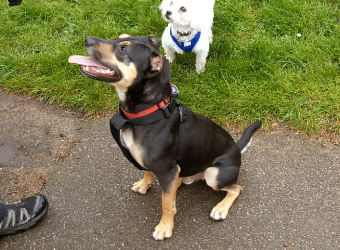 Pet Sitters in New Eltham (SE9)