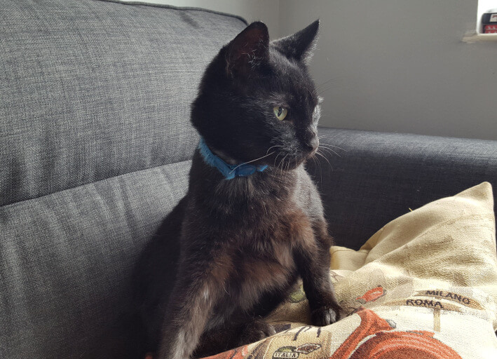 Pet Sitters in Avery Hill (SE9, DA15)