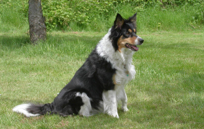 Dog Walkers in Eltham (SE9)