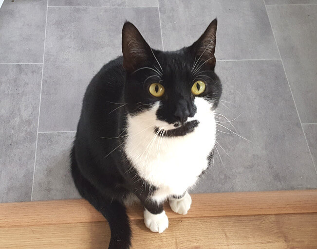 Pet Sitters in Mottingham (SE9)