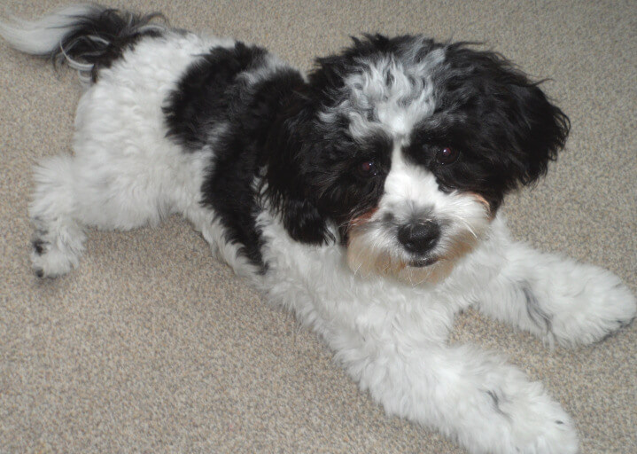 Pet Sitters in Bexley (DA5, DA14, DA15, DA16)
