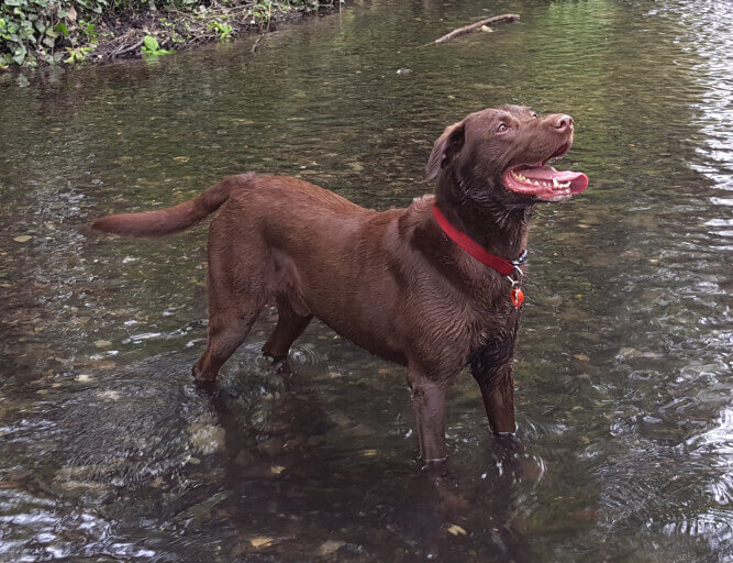 Dog Day Care in Sidcup (DA14, DA15)