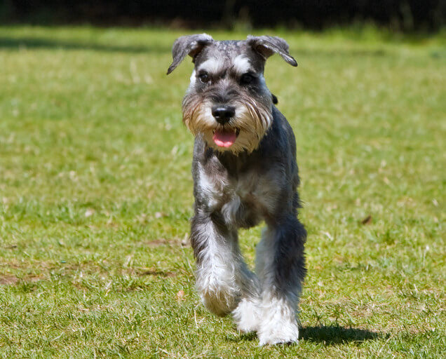 Dog Day Care in Chislehurst (BR7)
