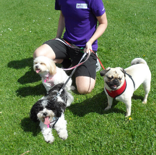 Pet Sitters in Welling (DA16)