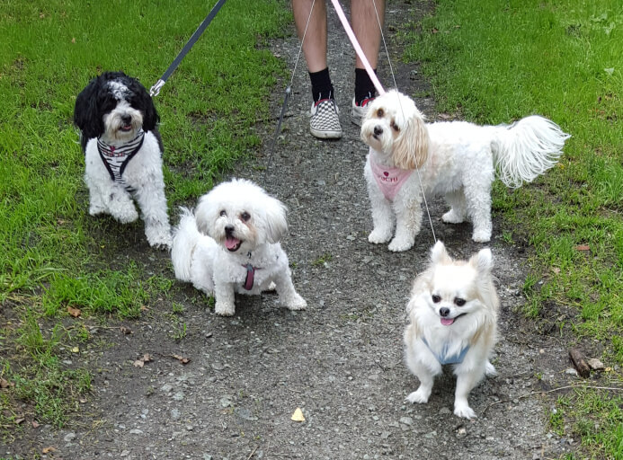 Pet Sitters in Eltham (SE9)