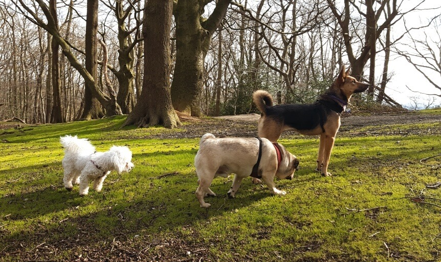 Pet Sitting Service