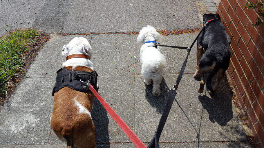 Pet Sitters in North Cray (DA14)