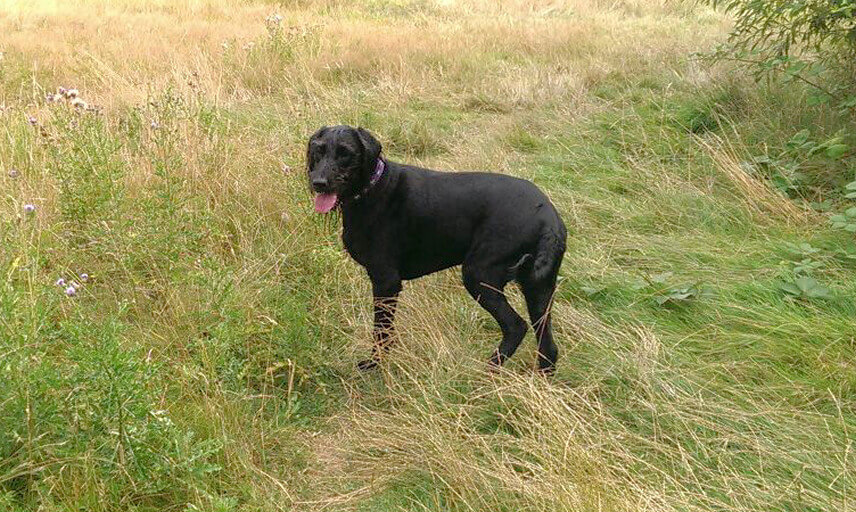 Dog Walkers in Welling (DA16)