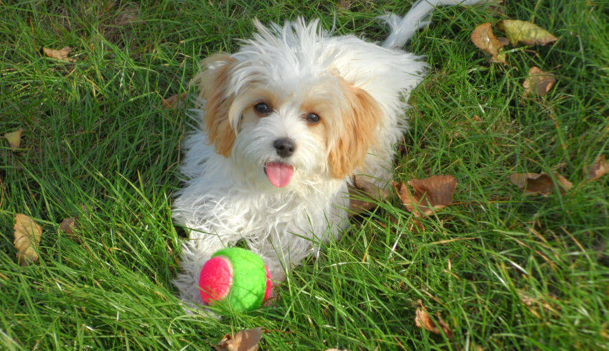 Pet Sitters in Lamorbey (DA15)