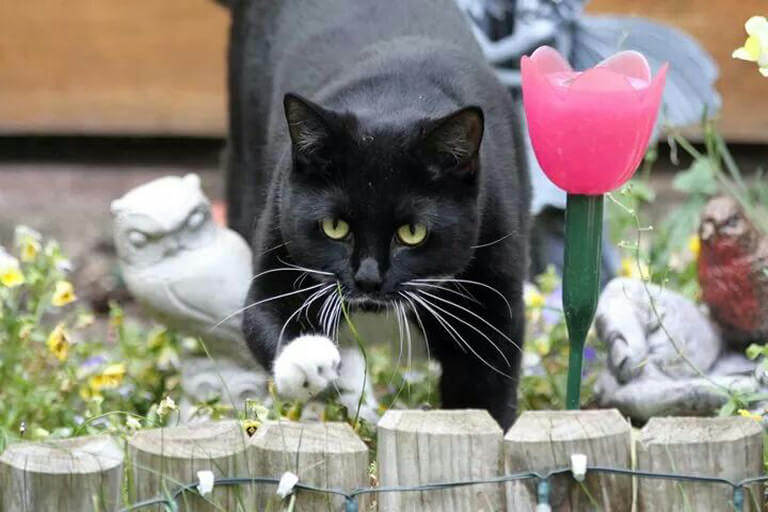 Pet Sitters in Shooters Hill (DA16, SE9, SE18 in part only)
