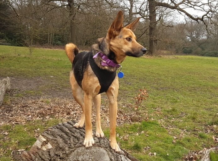 Pet Sitters in Falconwood (DA16, SE9)