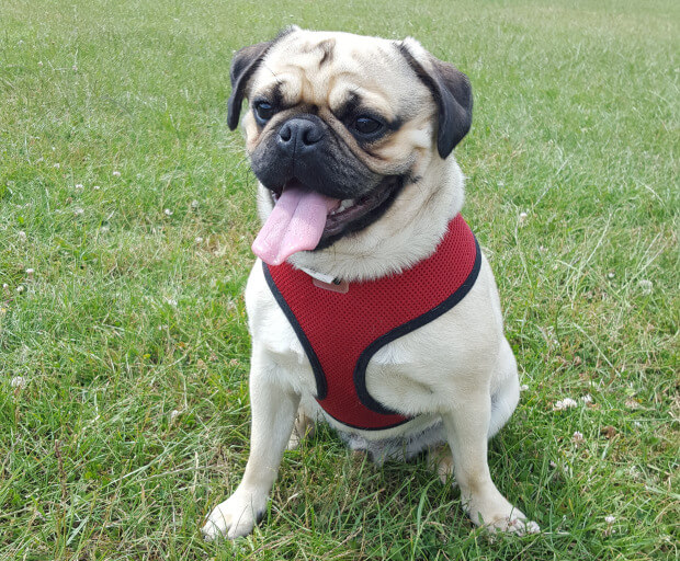 Pet Sitters in Coldharbour (SE9)