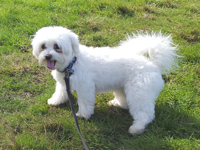 Dog Walkers in New Eltham (SE9)
