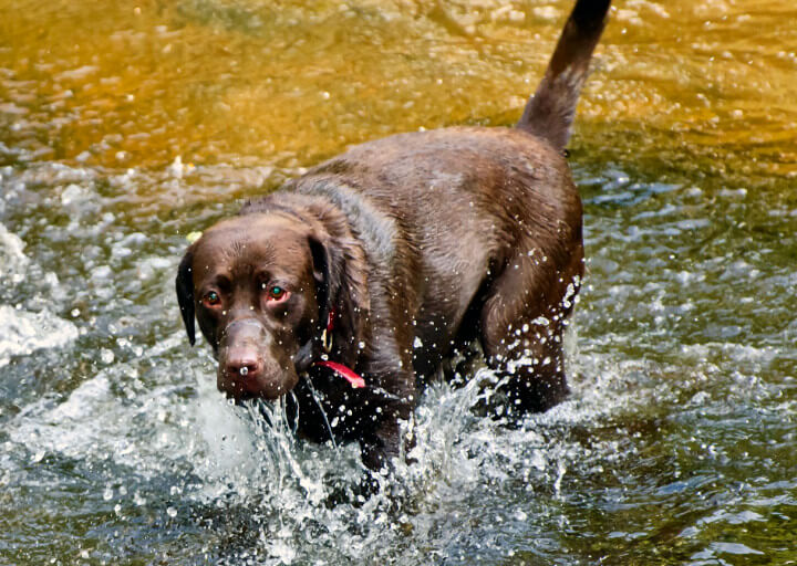 Pet Sitters in Foxbury (BR7)