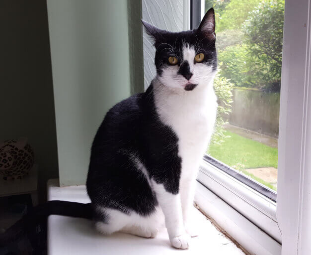 Pet Sitters in Well Hall (SE9)