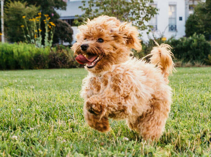 Pet Sitters in Chislehurst (BR7)