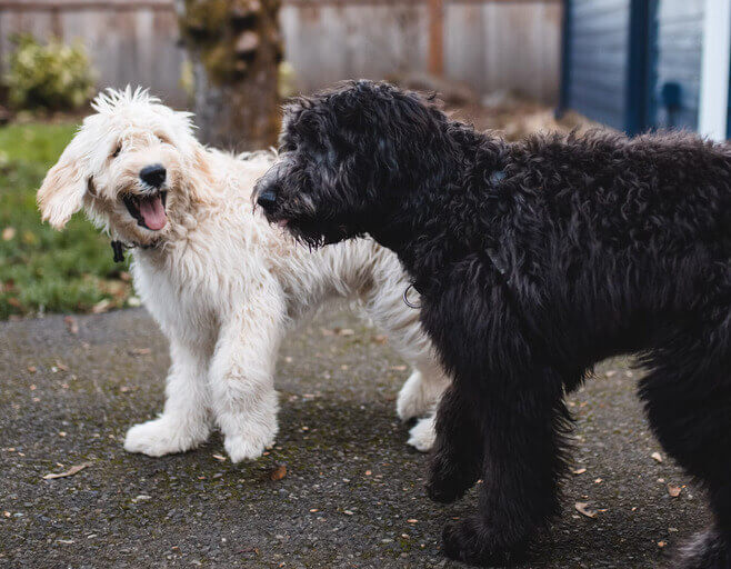 Dog Walkers in Bexley (DA5, DA14, DA15, DA16)