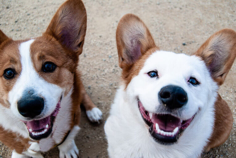 Dog Day Care in Well Hall (SE9)