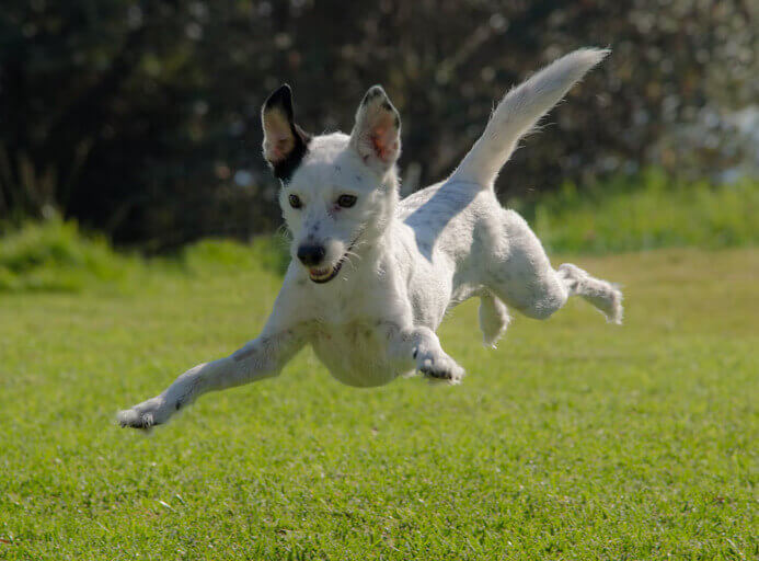 Dog Day Care in Blackfen (DA15)