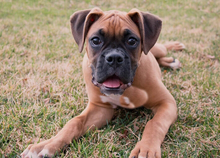 Dog Day Care in Bexley (DA5, DA14, DA15, DA16)