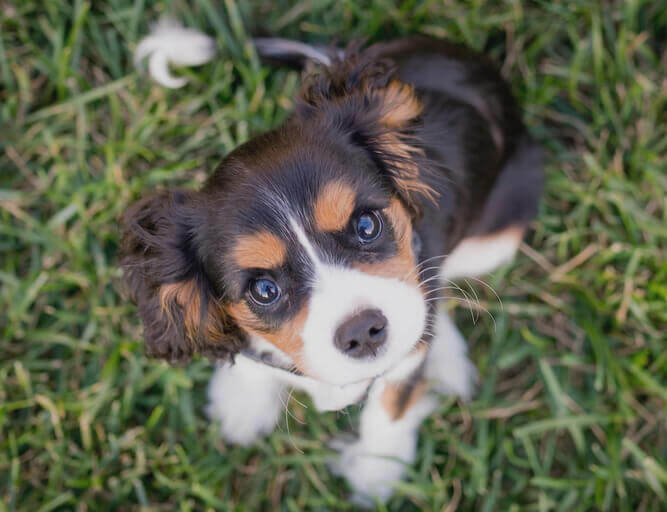 Dog Day Care in Avery Hill (SE9, DA15)