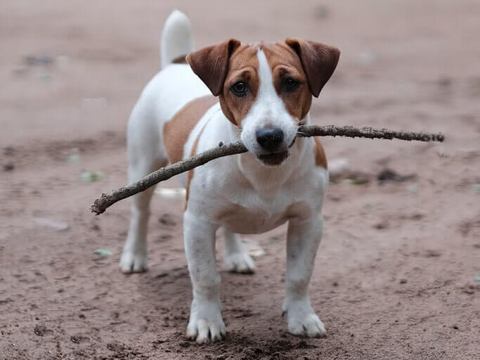 Dog Walkers in Sidcup (DA14, DA15)