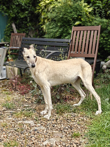 Pet Sitters in Blendon and Penhill (DA5, DA14, DA15)